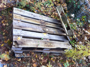 Euro pallets, decaying quite picturesque and natural