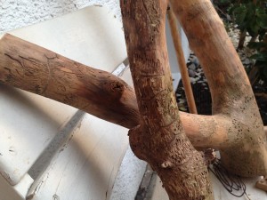 Bark beetle wood pattern, gnawed larval aisles